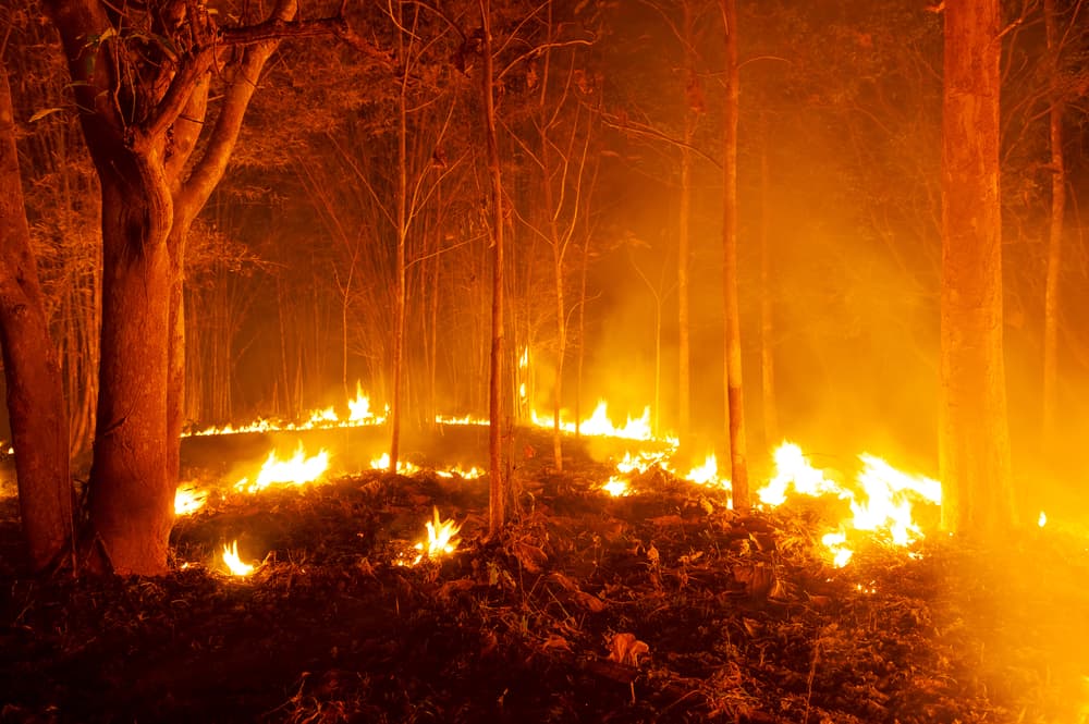 Forest Fires Can Sweep Smoke Symptoms Causes Treatment And The Threat Of Air Pollution