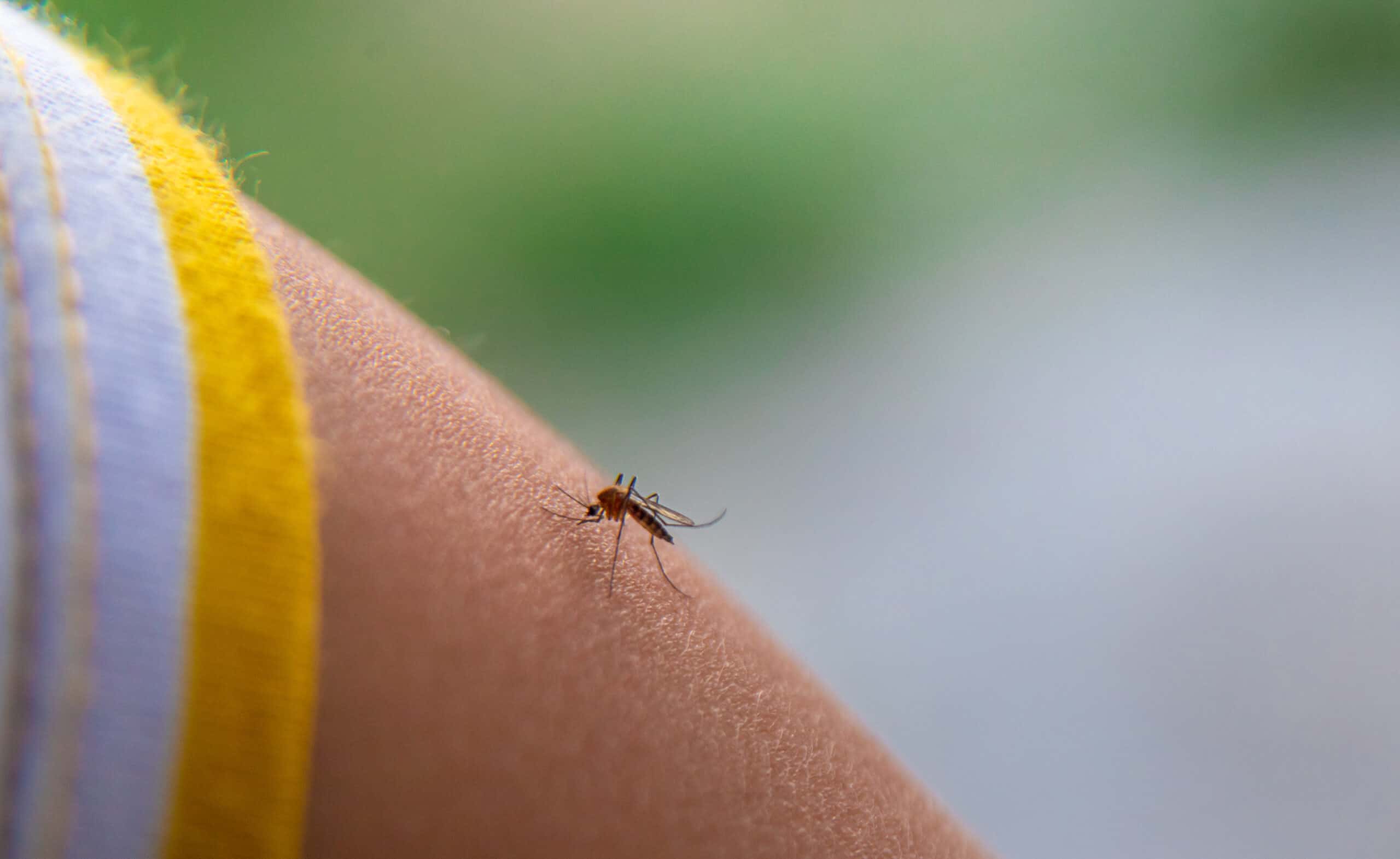 Dengue Fever